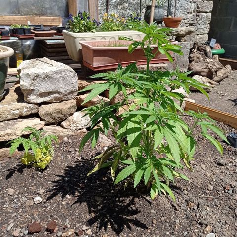 Skunk XL growlog timeline photo