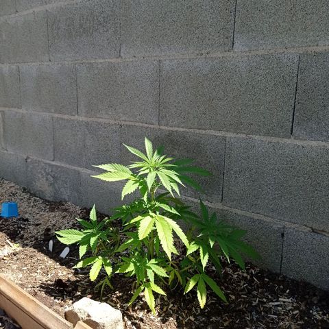Skywalker Haze growlog timeline photo