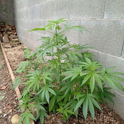 Skywalker Haze growlog timeline photo