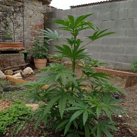 Cookies Gelato growlog timeline photo