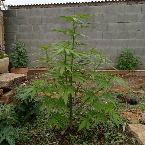 Skunk XL growlog timeline photo