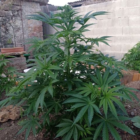 Cookies Gelato growlog timeline photo