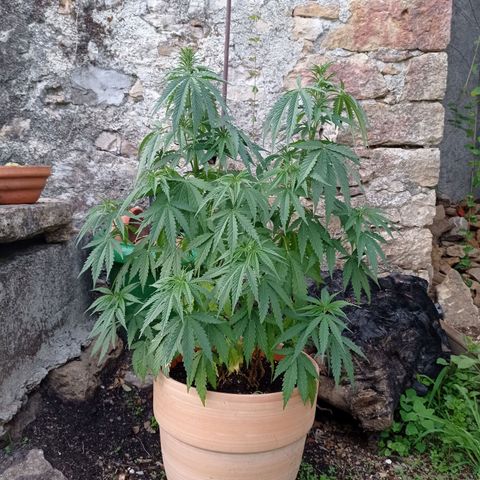 Pot cookies gelato growlog timeline photo