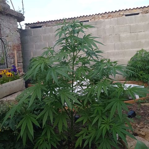 Skunk XL growlog timeline photo