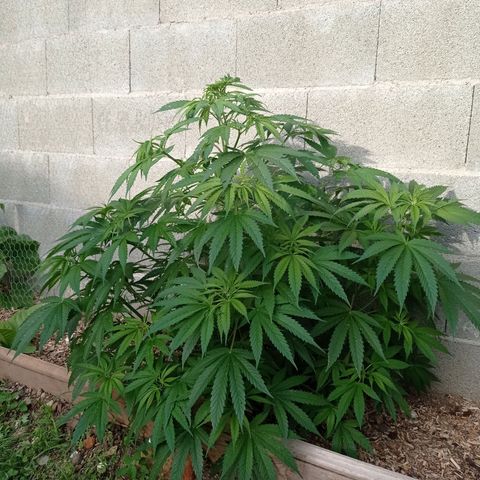 Skywalker Haze growlog timeline photo