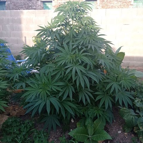 Cookies Gelato growlog timeline photo