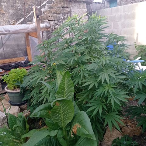 Skunk XL growlog timeline photo