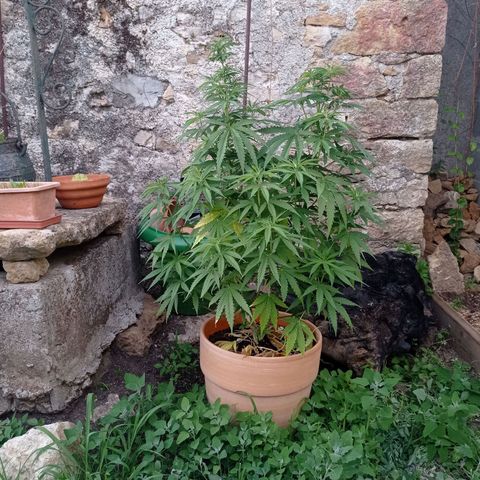 Pot cookies gelato growlog timeline photo