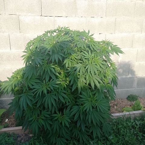 Skywalker Haze growlog timeline photo