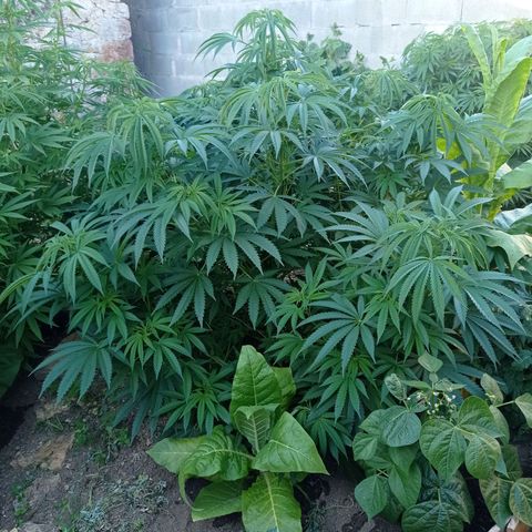 Cookies Gelato growlog timeline photo