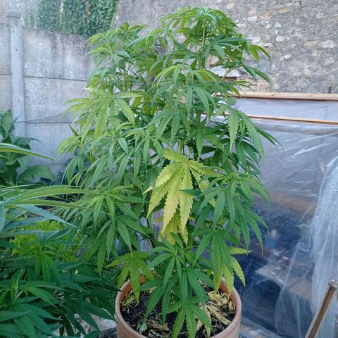 Pot cookies gelato growlog timeline photo