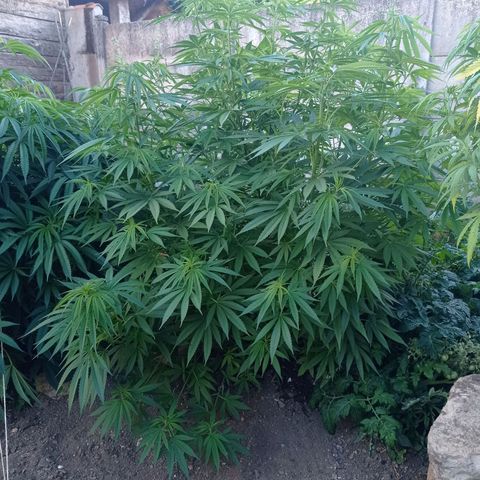 Skunk XL growlog timeline photo