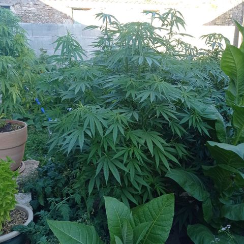 Skunk XL growlog timeline photo