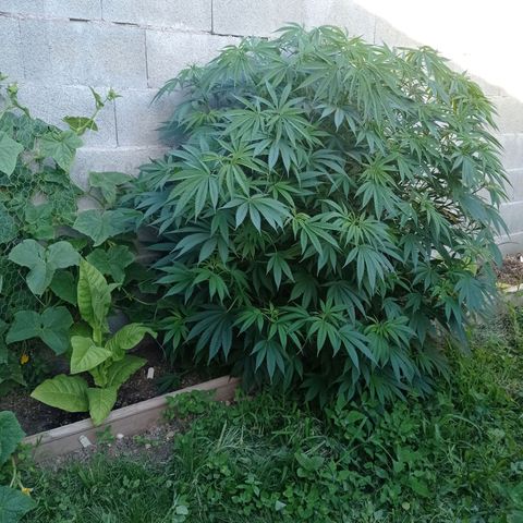 Skywalker Haze growlog timeline photo