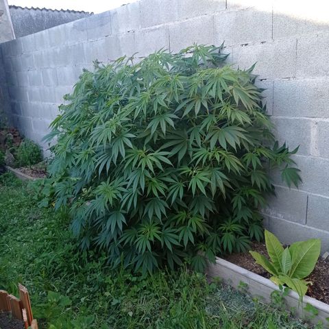 Skywalker Haze growlog timeline photo