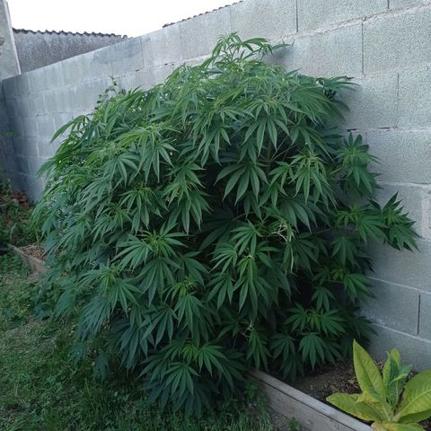Skywalker Haze growlog timeline photo
