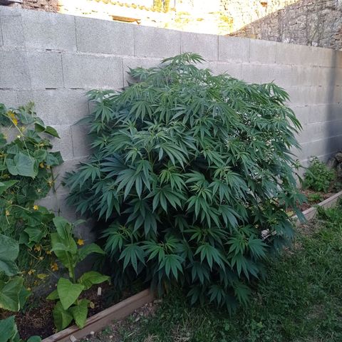 Skywalker Haze growlog timeline photo