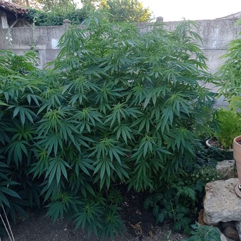 Skunk XL growlog timeline photo