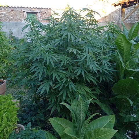 Skunk XL growlog timeline photo