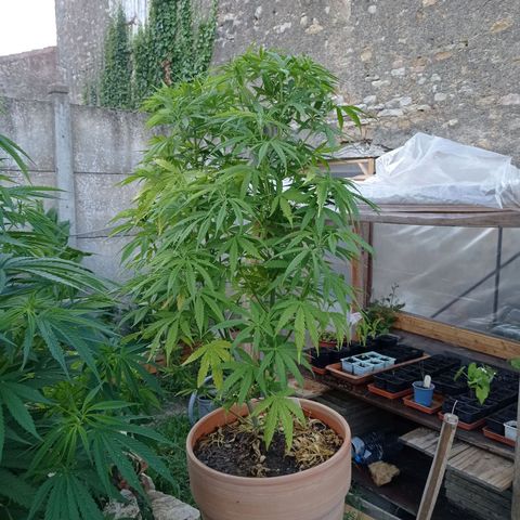 Pot cookies gelato growlog timeline photo