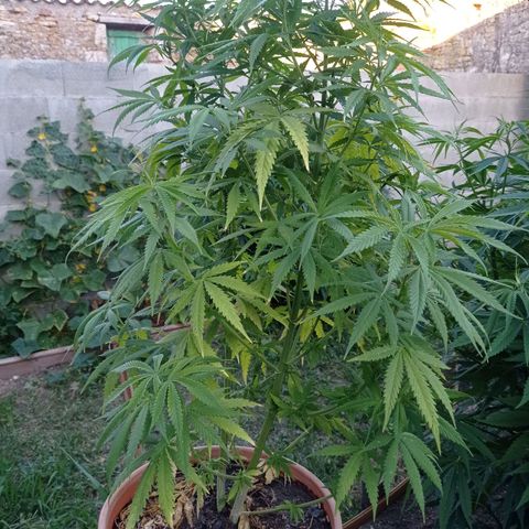 Pot cookies gelato growlog timeline photo