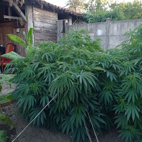 Cookies Gelato growlog timeline photo