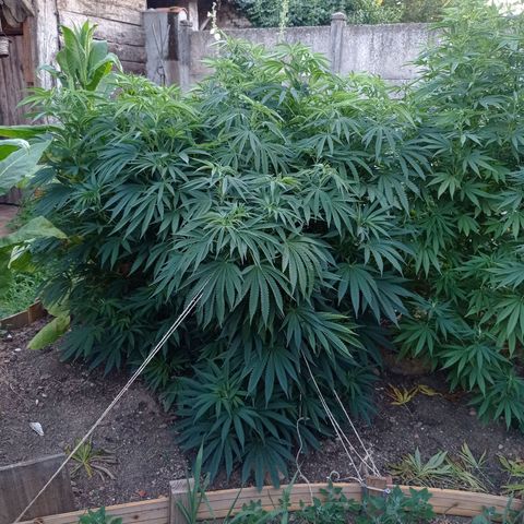 Cookies Gelato growlog timeline photo