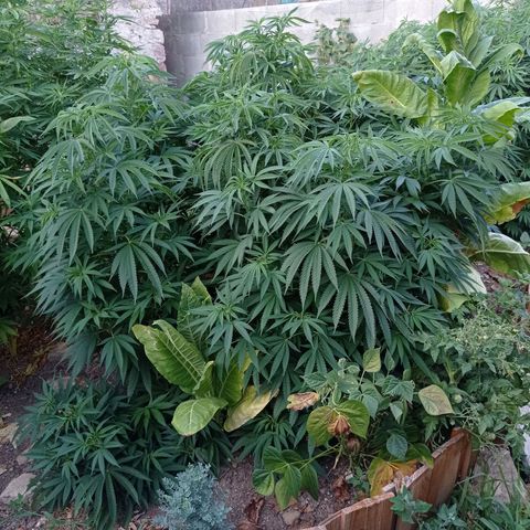 Cookies Gelato growlog timeline photo