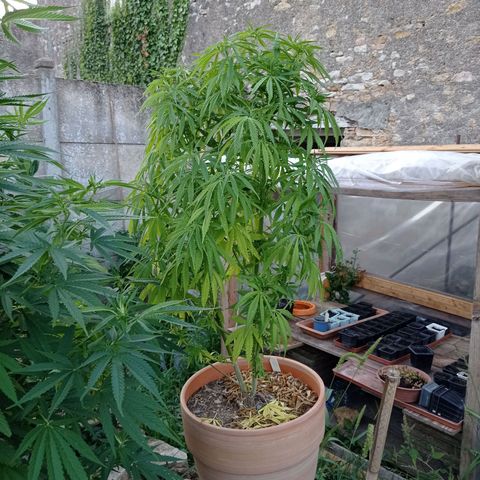 Pot cookies gelato growlog timeline photo