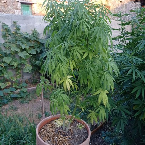 Pot cookies gelato growlog timeline photo