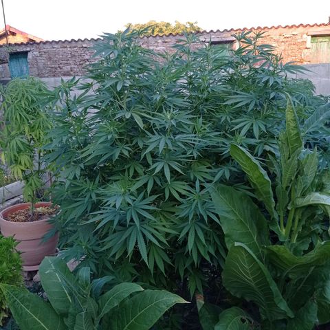 Skunk XL growlog timeline photo