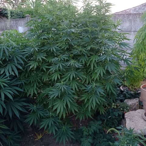 Skunk XL growlog timeline photo