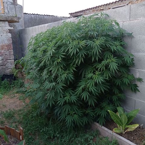 Skywalker Haze growlog timeline photo