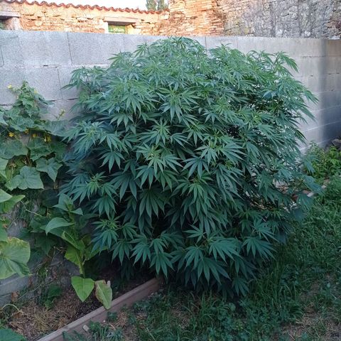 Skywalker Haze growlog timeline photo