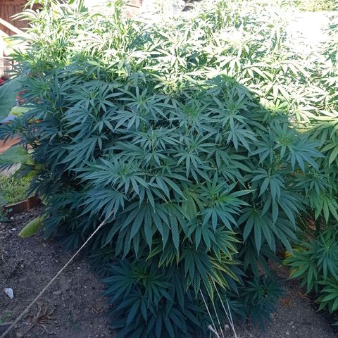 Cookies Gelato growlog timeline photo
