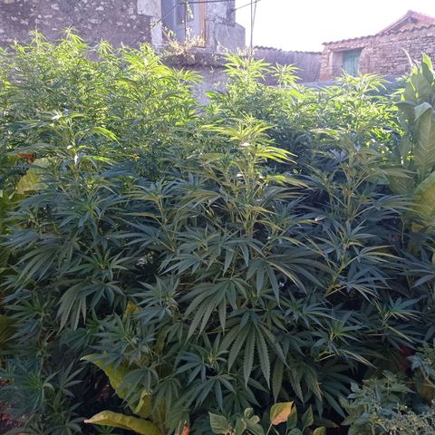 Cookies Gelato growlog timeline photo