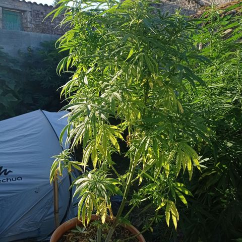 Pot cookies gelato growlog timeline photo