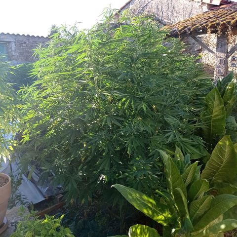 Skunk XL growlog timeline photo