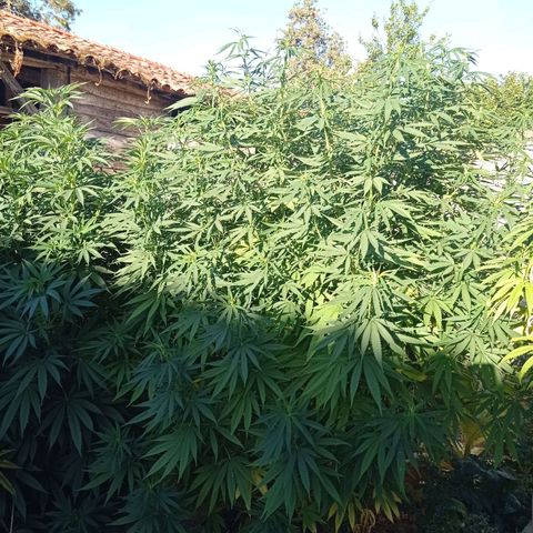 Skunk XL growlog timeline photo