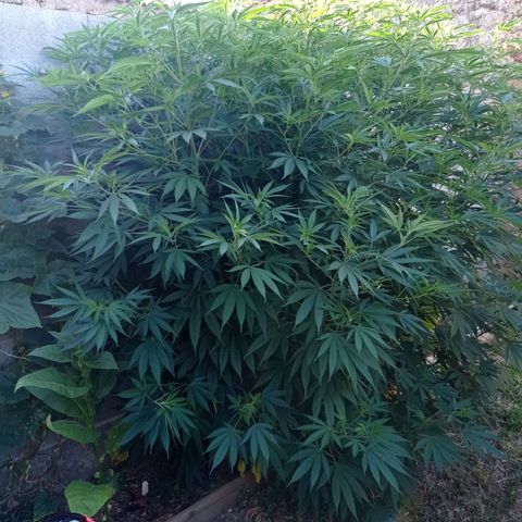 Skywalker Haze growlog timeline photo