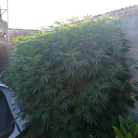 Skywalker Haze growlog timeline photo
