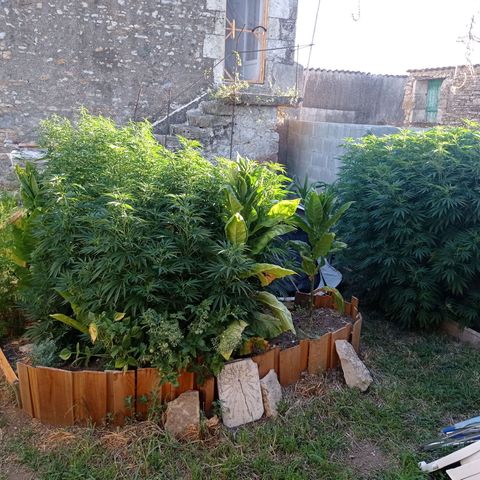 Skunk XL growlog timeline photo