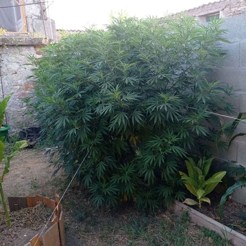 Skywalker Haze growlog timeline photo