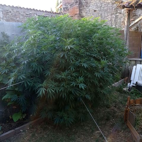Skywalker Haze growlog timeline photo