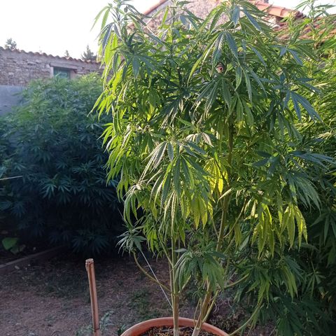 Pot cookies gelato growlog timeline photo