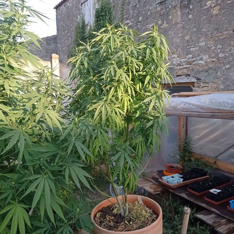 Pot cookies gelato growlog timeline photo