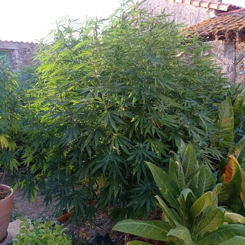 Skunk XL growlog timeline photo