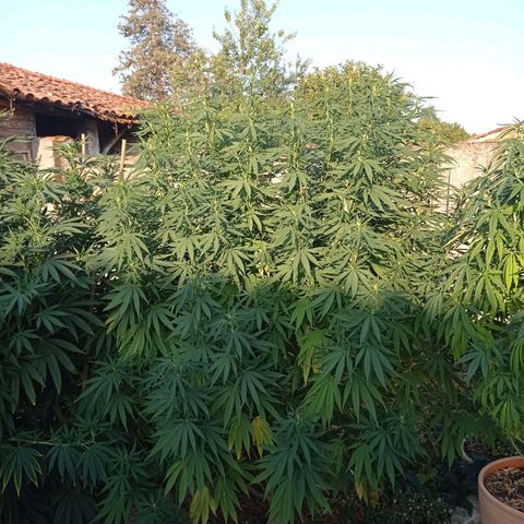Skunk XL growlog timeline photo