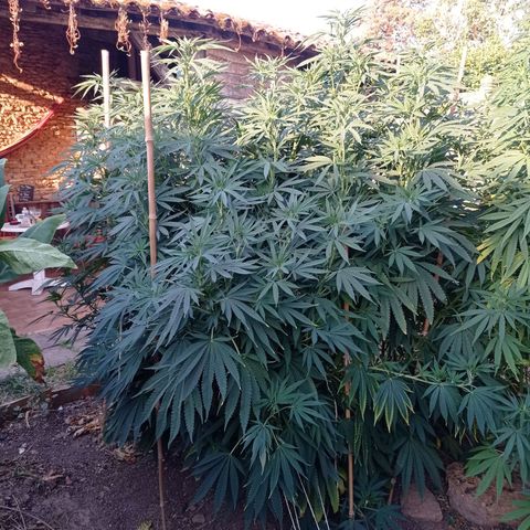 Cookies Gelato growlog timeline photo