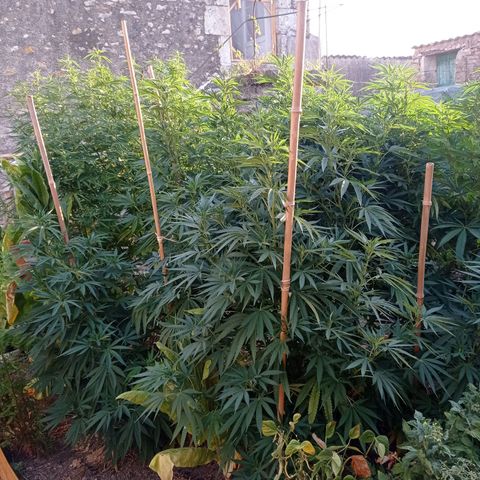 Cookies Gelato growlog timeline photo